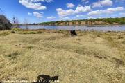 a vendre terrain exceptionnel pieds dans l'eau de 1HA contact Mr Jacky